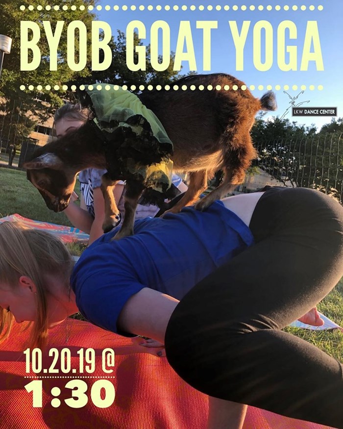 goat yoga goat yoga